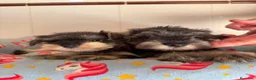 Schnauzer Miniatura perros en venta: Cachorras schnauzer miniatura sal y pimienta - Anuncio 3