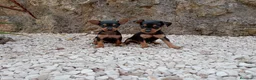 Ratón de Praga perros en venta: Raton de Praga - Anuncio 1