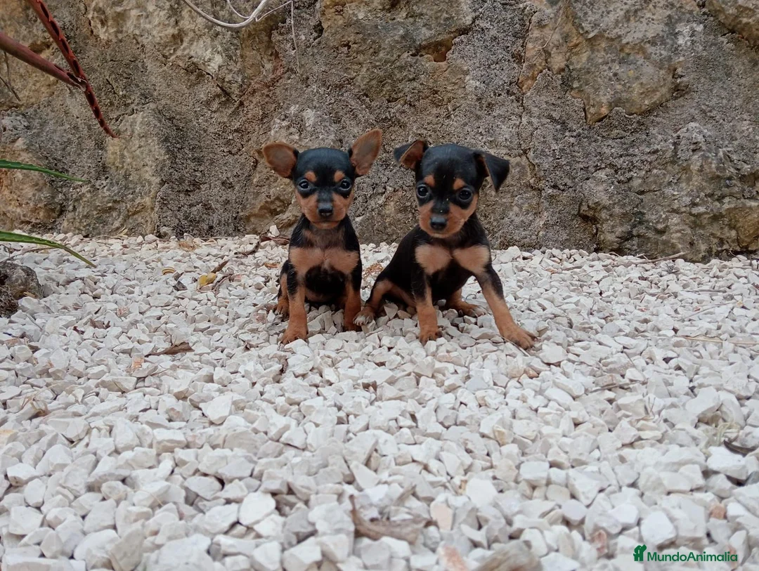 Ratón de Praga perros en venta: Raton de Praga - Anuncio 1