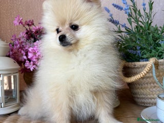 Pomerania perros Pomerania totalmente vacunado !!!! - Anuncio 1