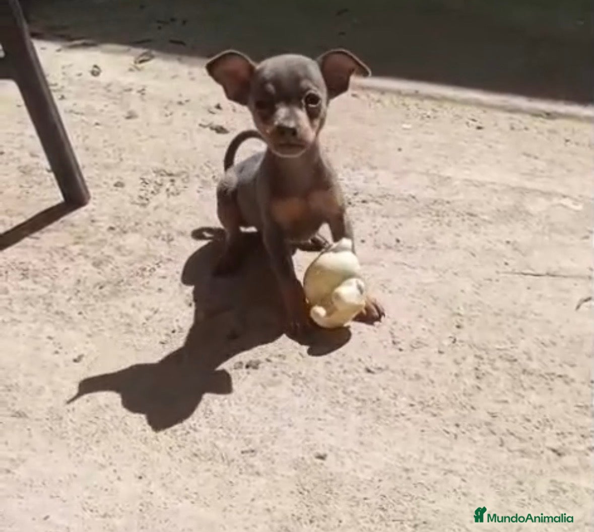 Pinscher Miniatura perros Hembra pinscher Blue🐶🐾 - Anuncio 3