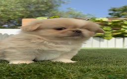 Pekinés perros en venta: PEKINES IMPERIAL HEMBRA 2 - Imagen 11