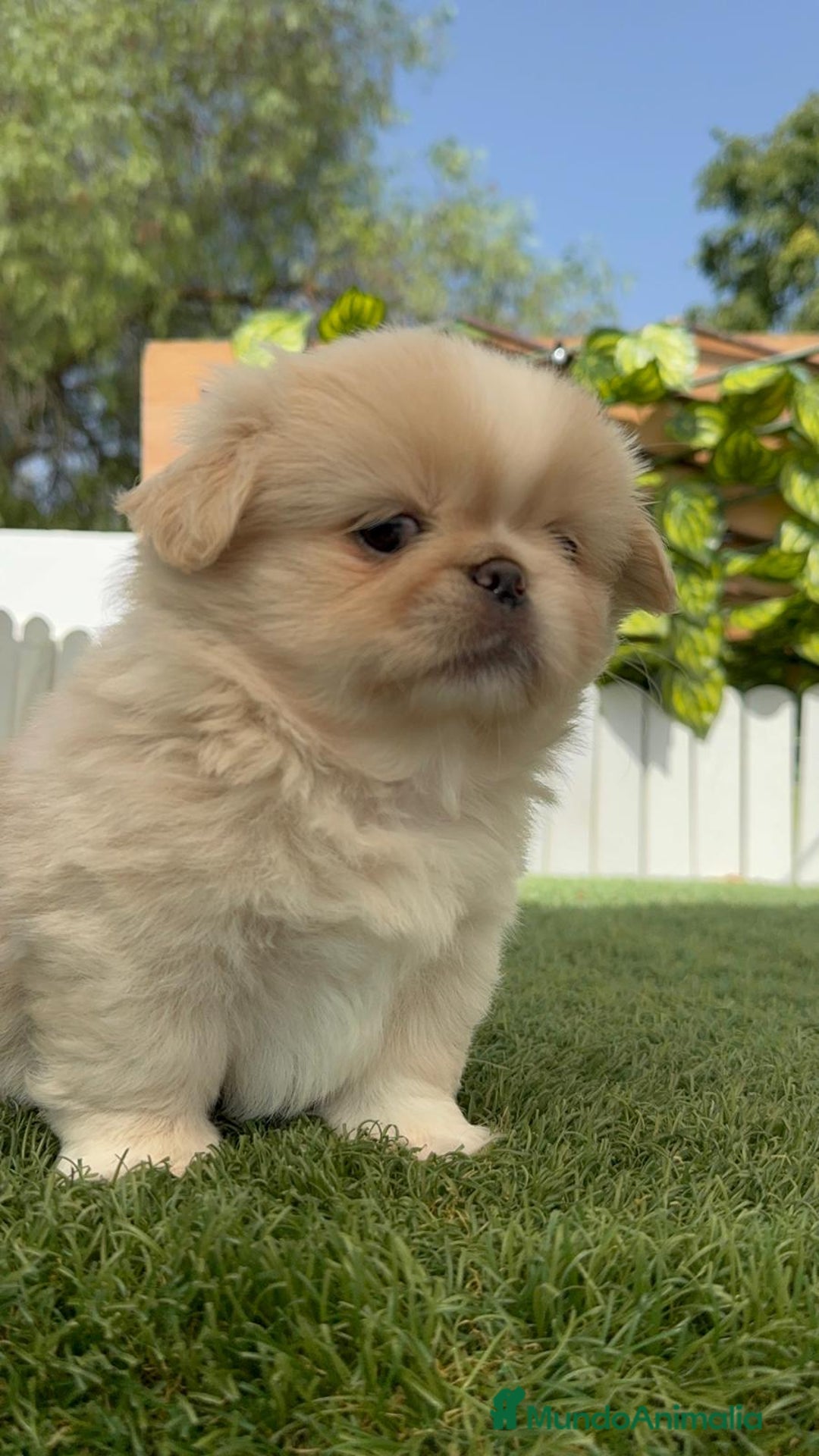 Pekinés perros en venta: PEKINES IMPERIAL HEMBRA 2 - Imagen 11