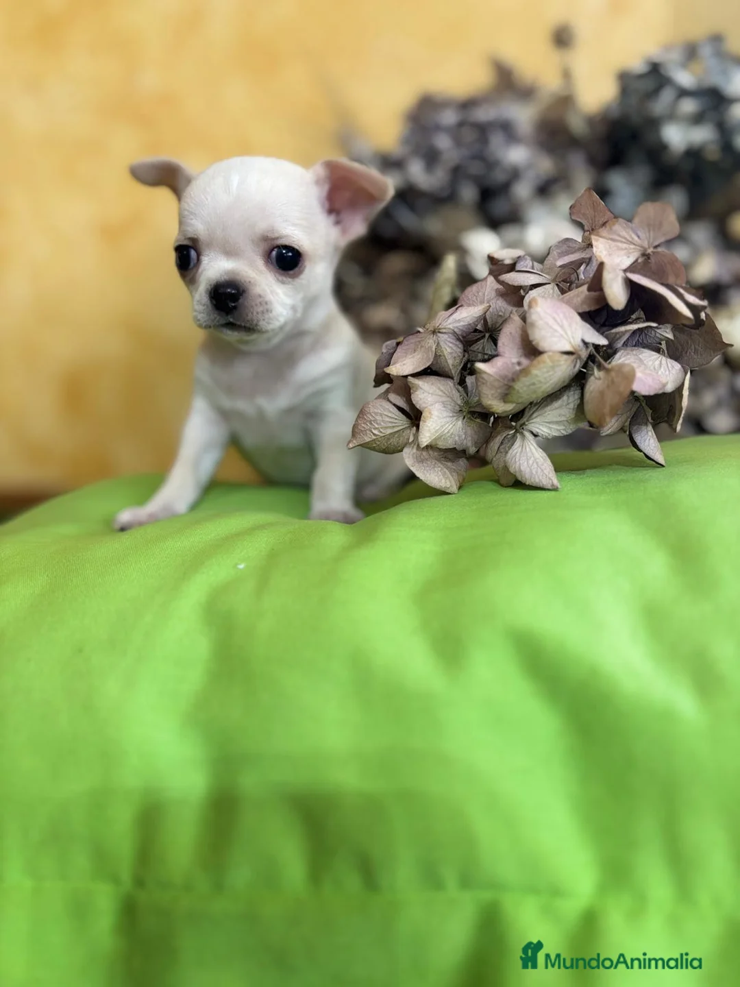 Chihuahua perros en venta: Chihuahua macho disponible  - Anuncio 3