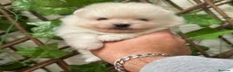Pomerania perros en venta: POMERANIA  - Anuncio 11