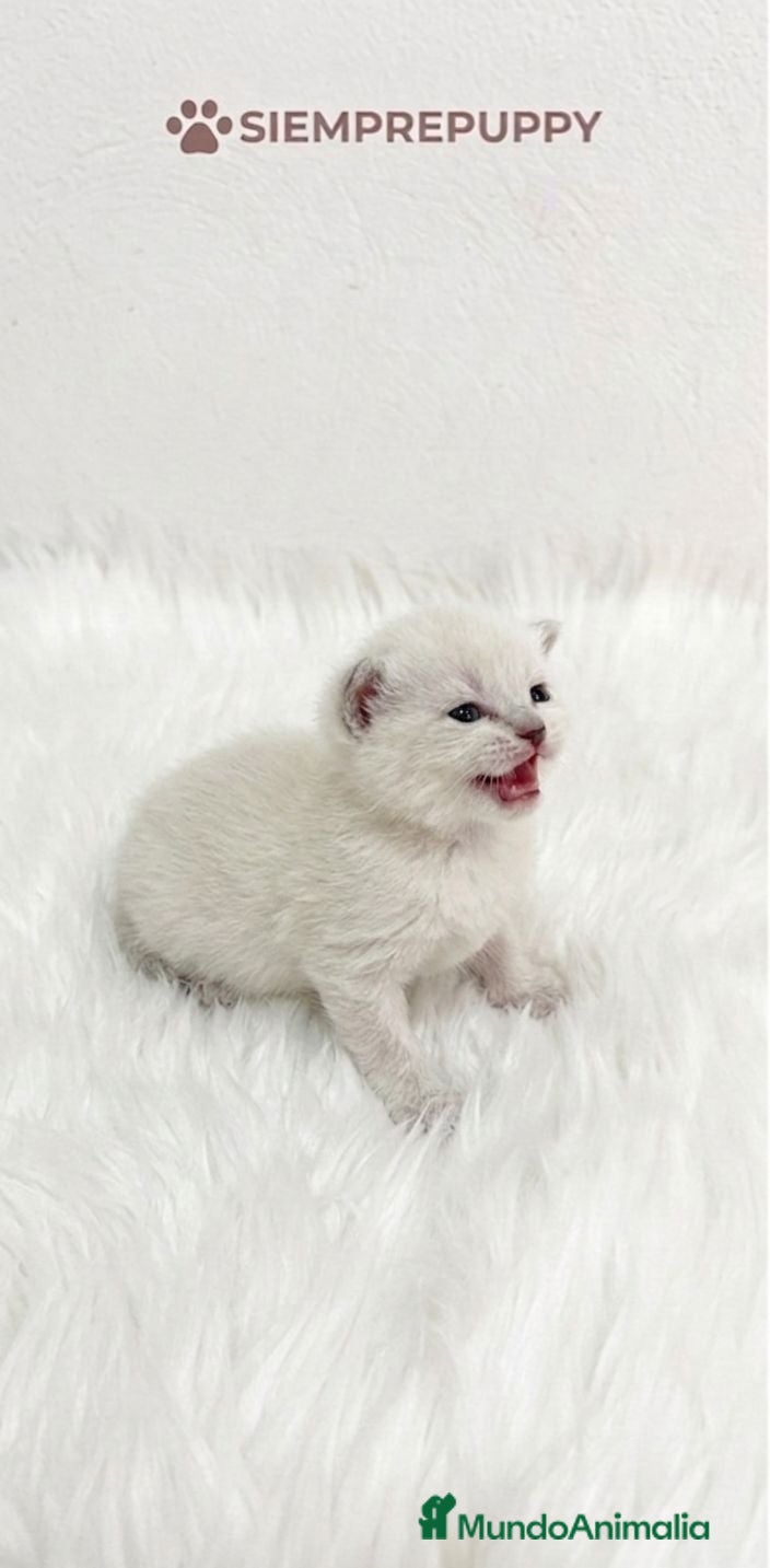 Británico de Pelo Corto gatos BRITISH SHORTHAIR BLANCO - Anuncio 4