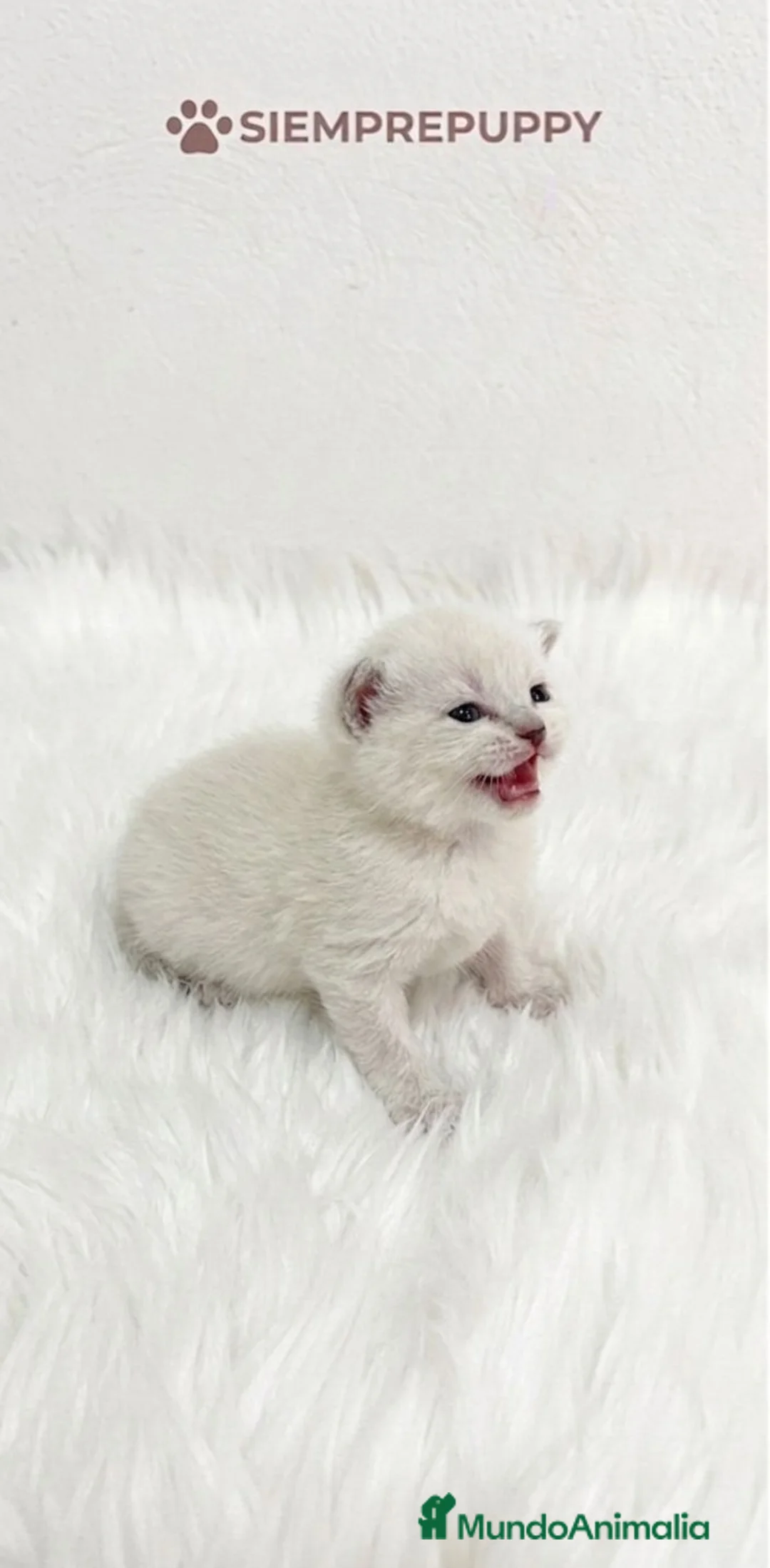 Británico de Pelo Corto gatos en venta: BRITISH SHORTHAIR BLANCO - Anuncio 1