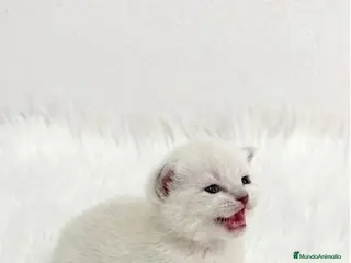 Británico de Pelo Corto gatos BRITISH SHORTHAIR BLANCO - Anuncio 4