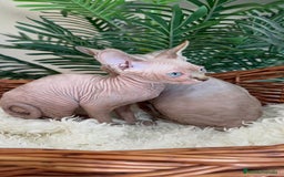 Sphynx gatos en venta: Gatitas sphynx  - Anuncio 8