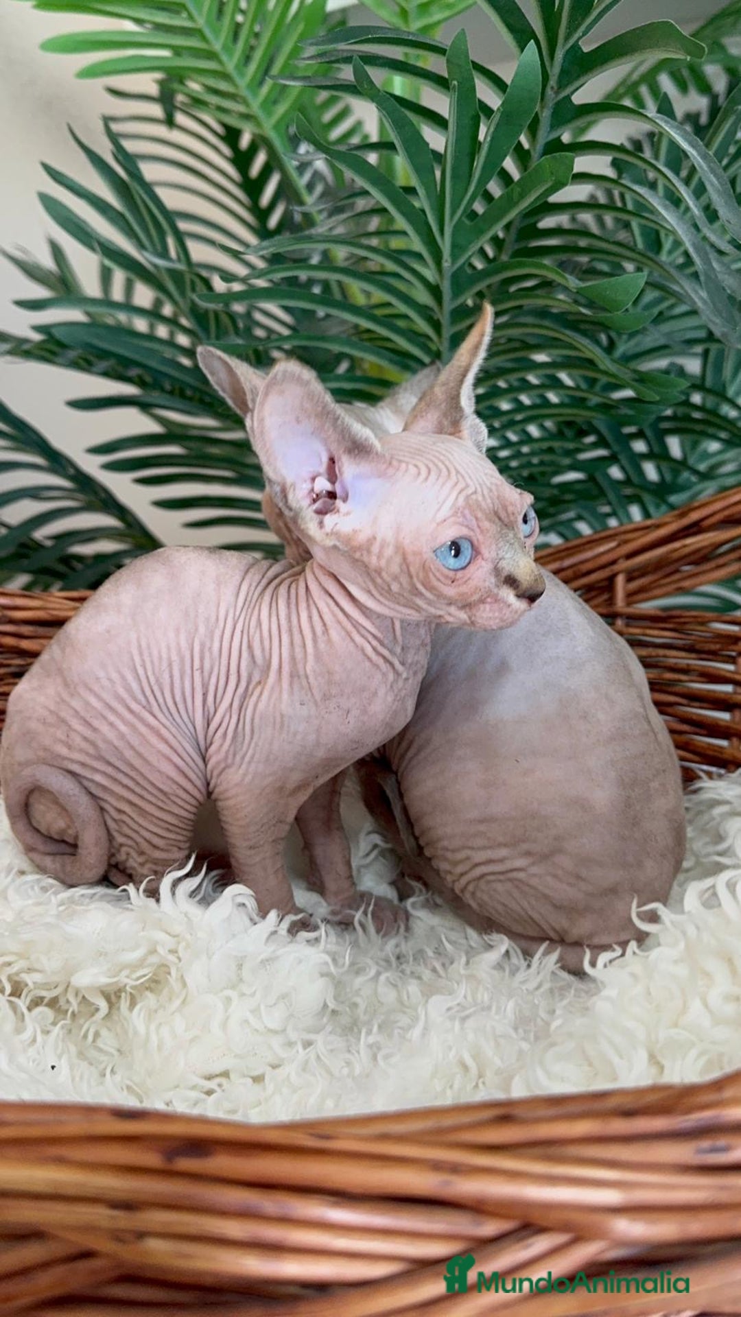 Sphynx gatos en venta: Gatitas sphynx  - Anuncio 8
