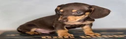 Teckel Miniatura perros en venta: Teckel chocolate inigualables  - Anuncio 5
