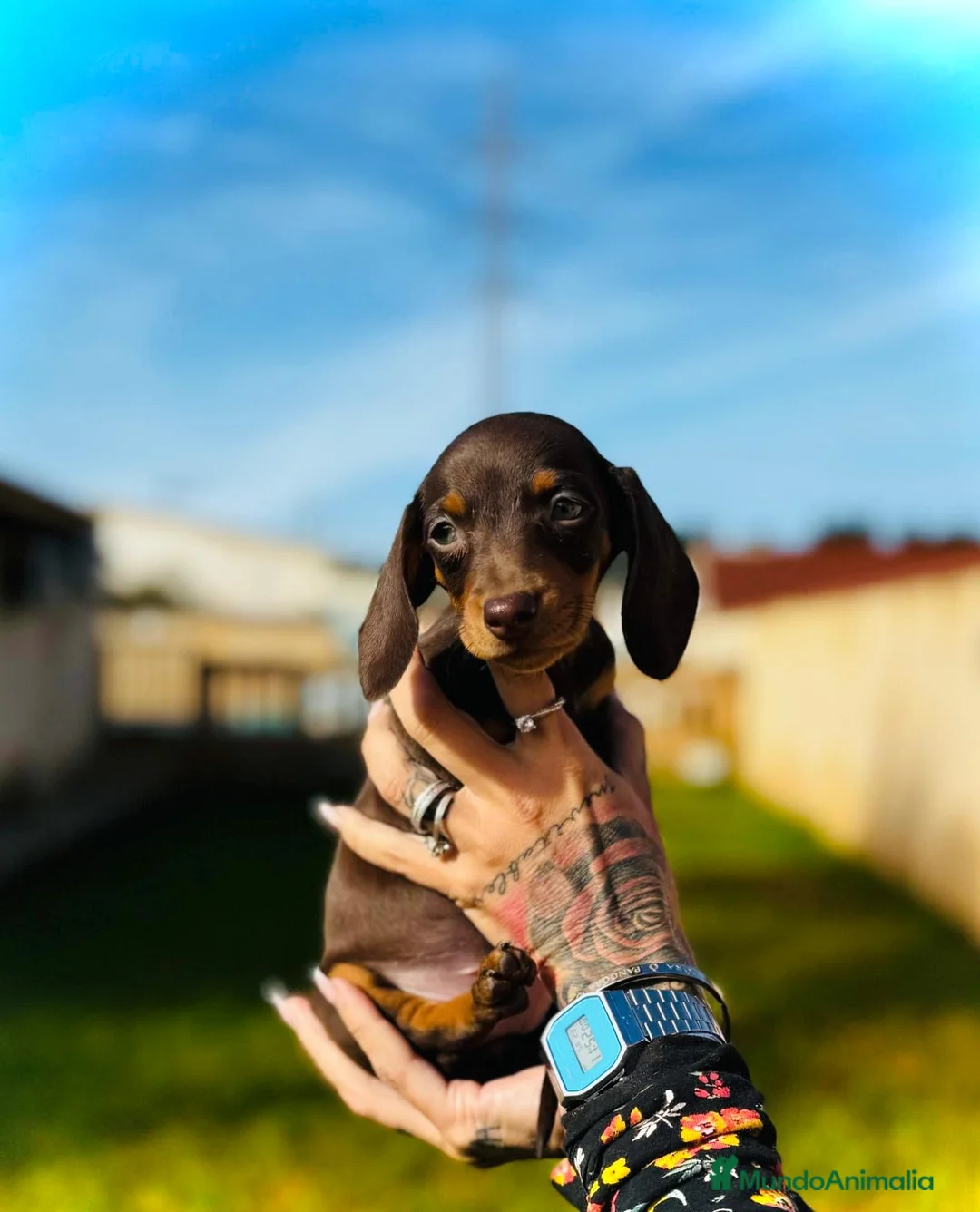 Teckel Miniatura perros en venta: Teckel micro en Illes Balears - Anuncio 2