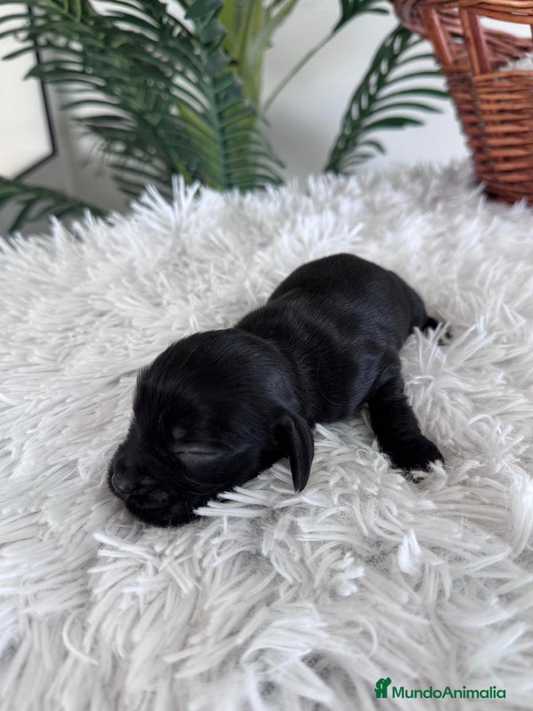 Cocker Spaniel Inglés perros en venta: COCKER MACHO - Imagen 10