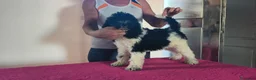 Caniche Gigante perros en venta: Caniches gigantes  - Anuncio 9