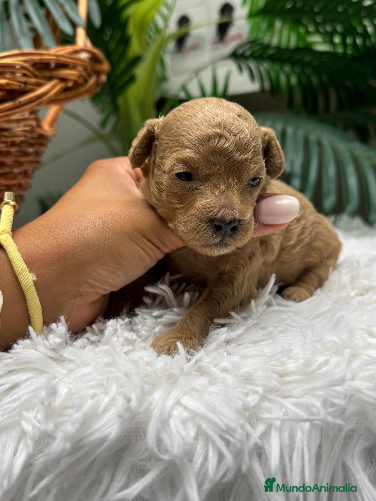 Caniche Toy perros en venta: CANICHE HEMBRA - Anuncio 2