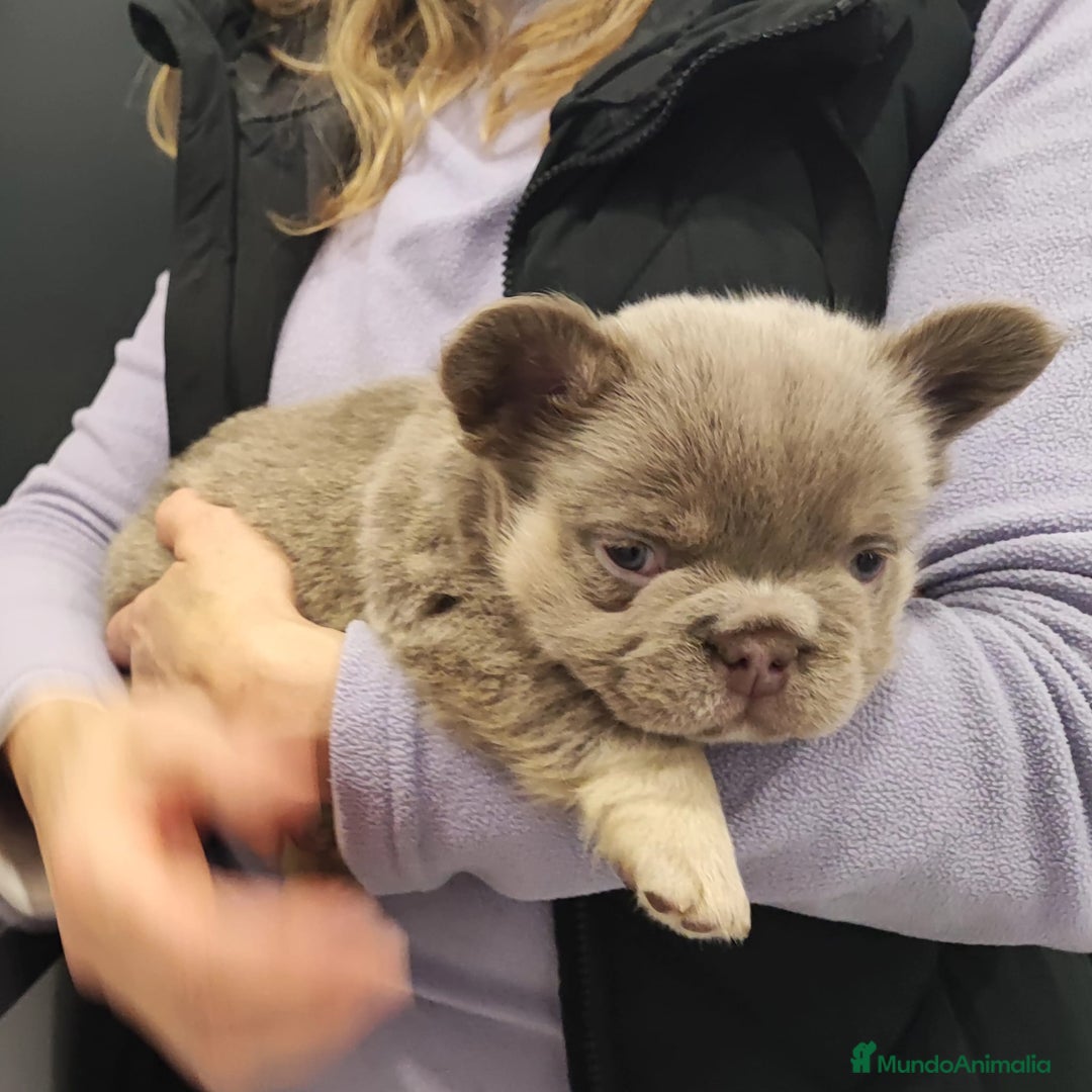 Bulldog Francés perros en venta: Bulldog Frances Fluffy cachorros impresionantes  - Imagen 6