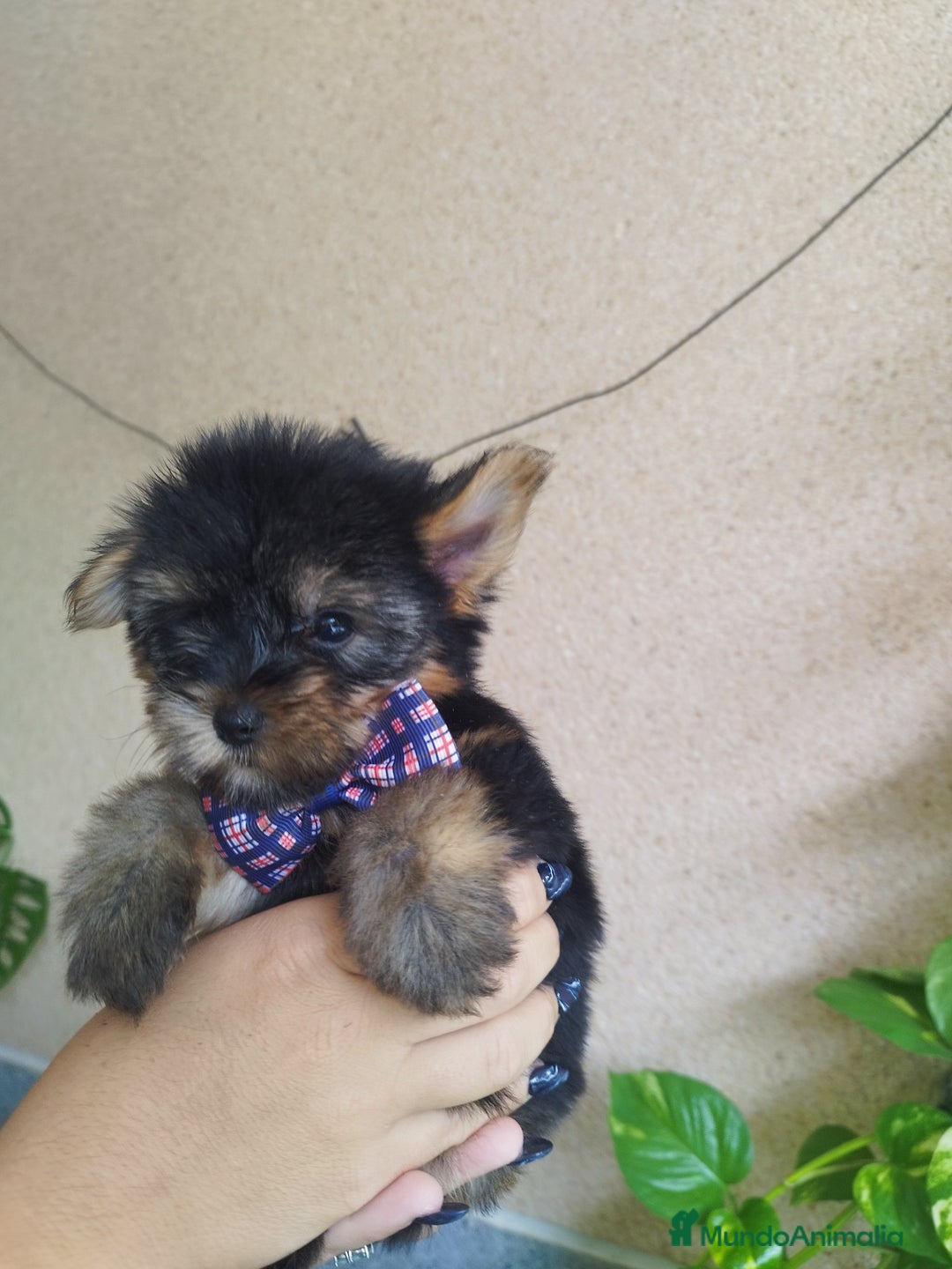 Yorkshire Terrier perros en venta: YORKSHIRE TOY MACHO  - Imagen 2