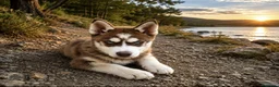 Husky Siberiano perros en venta: Husky siberiano macho de calidad  - Anuncio 1