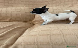 Chihuahua perros en venta: Chihuahua toy ruso - Imagen 6