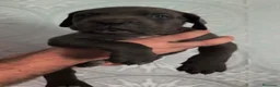 Cane Corso perros en venta: Cane corso hijos de campeones  - Anuncio 7