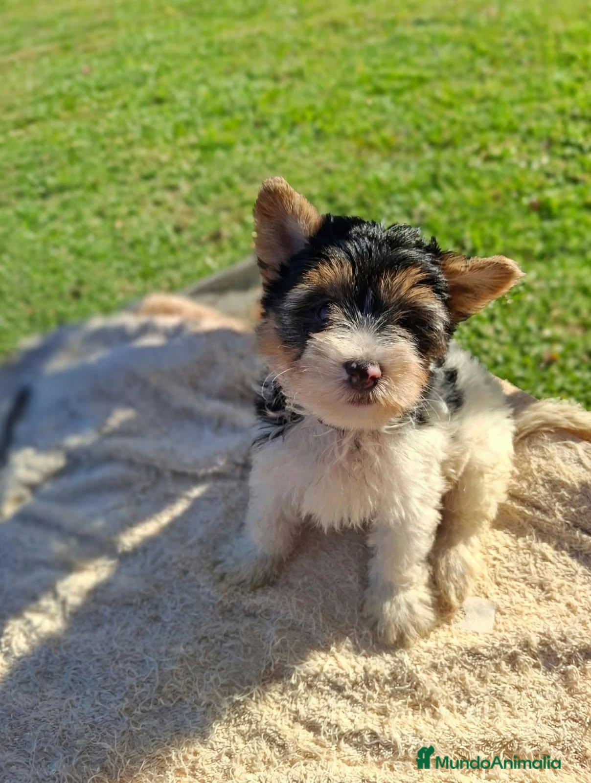 Biewer Yorkshire Terrier a la Pom Pon perros Yorkshire Biewer  - Anuncio 1