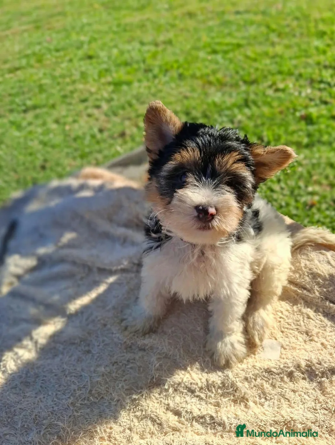 Biewer Yorkshire Terrier a la Pom Pon perros en venta: Yorkshire Biewer  - Anuncio 1