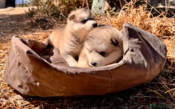 Alaskan Malamute perros en venta: Alaskan Malamute  - Imagen 7