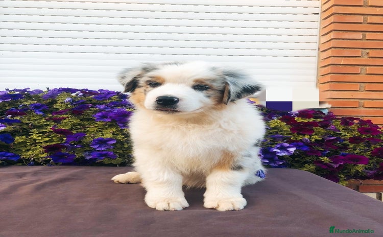 Pastor Australiano perros - Anuncio 8