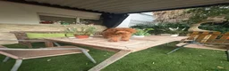 Caniche Enano perros en venta: CANICHE - Anuncio 2