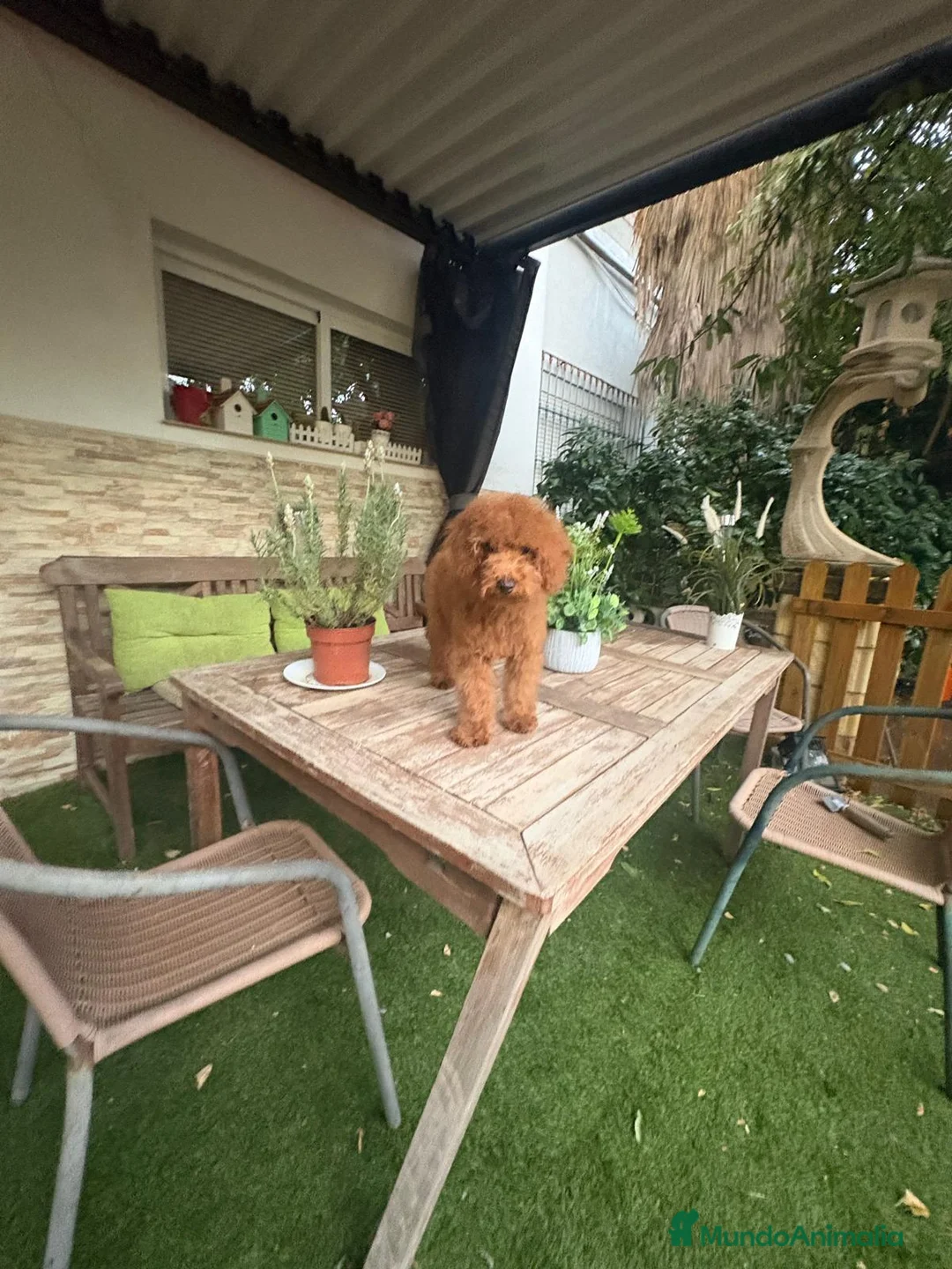 Caniche Enano perros en venta: CANICHE - Anuncio 2