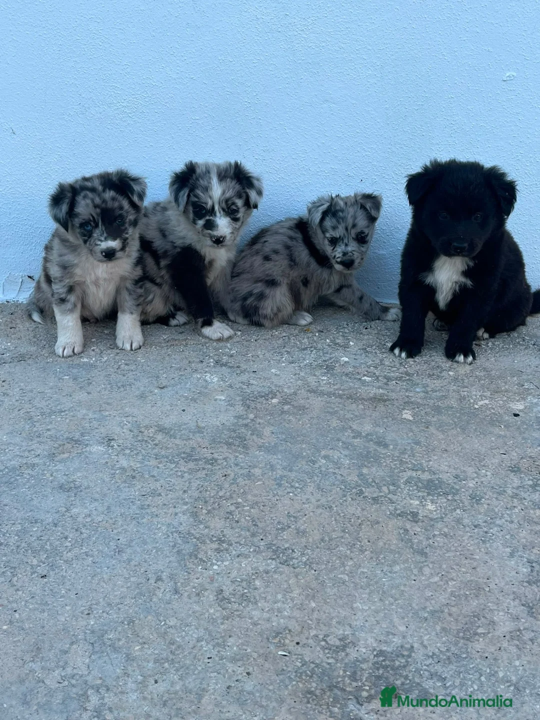 Border Collie perros en venta: Border Collie - Anuncio 2