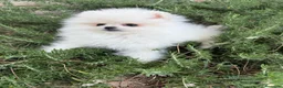 Pomerania perros en venta: Pomerania hembra miniatura!!! - Anuncio 3