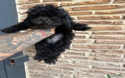 Caniche Toy perros en venta: 2 machitos caniche toy - Imagen 1