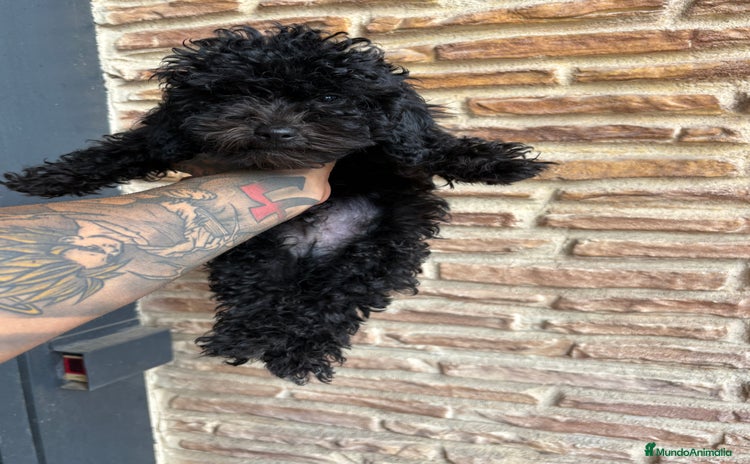 Caniche Toy perros - Anuncio 11
