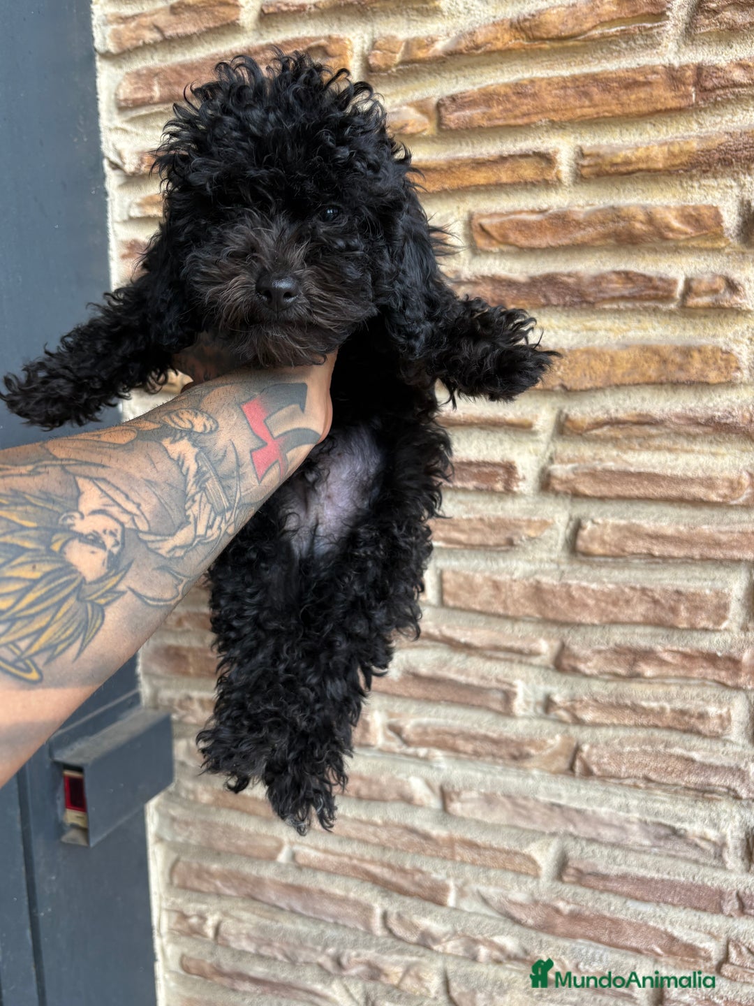 Caniche Toy perros en venta: 2 machitos caniche toy - Imagen 1