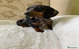 Teckel Miniatura perros en venta: cachorro de teckel miniatura arlequín Merle plata  - Imagen 14