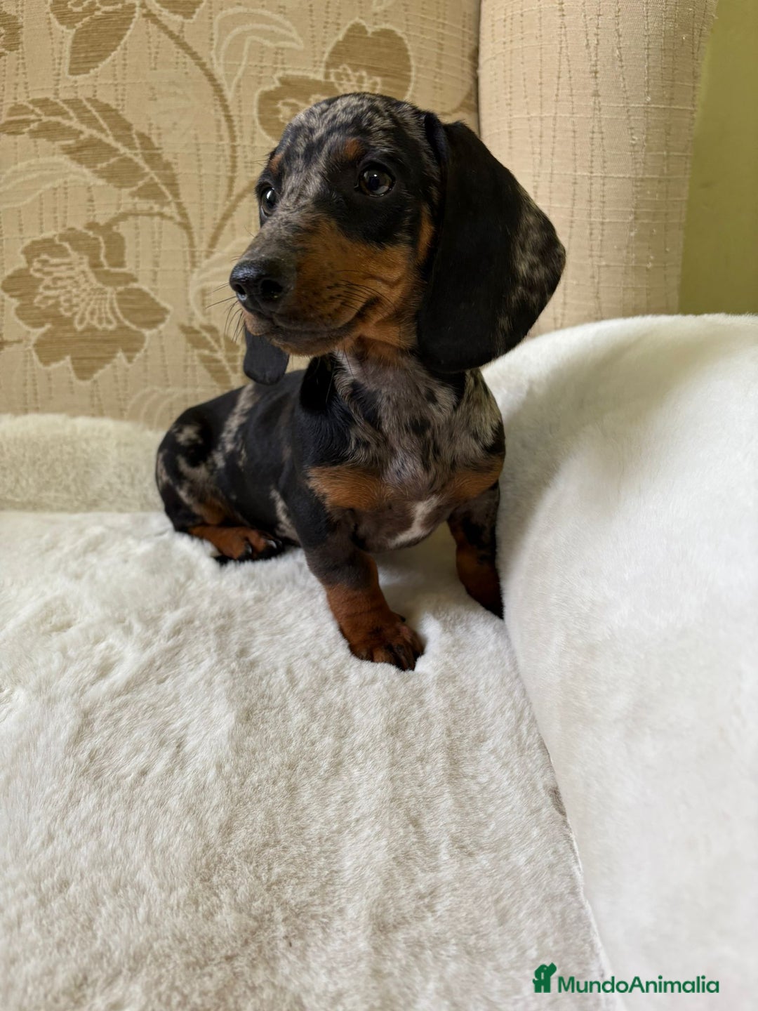 Teckel Miniatura perros en venta: cachorro de teckel miniatura arlequín Merle plata  - Imagen 14