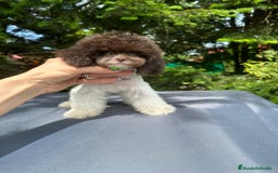 Caniche Toy perros en venta: Machito micro  - Imagen 2