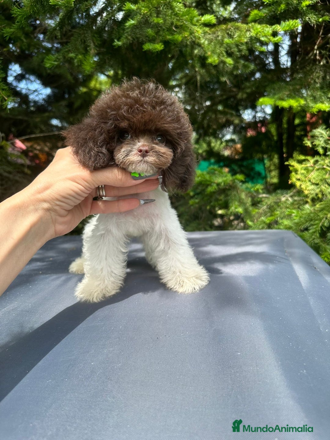 Caniche Toy perros en venta: Machito micro  - Imagen 2