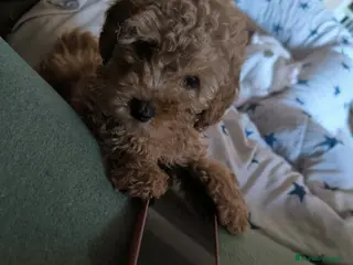 Caniche Toy perros Caniche toy - Anuncio 1
