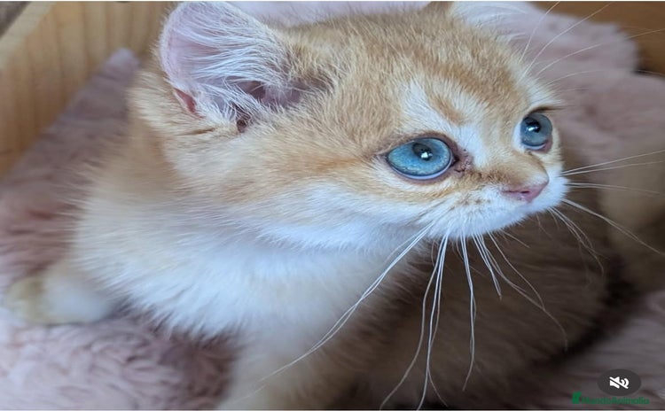 Británico de Pelo Corto gatos - Anuncio 2