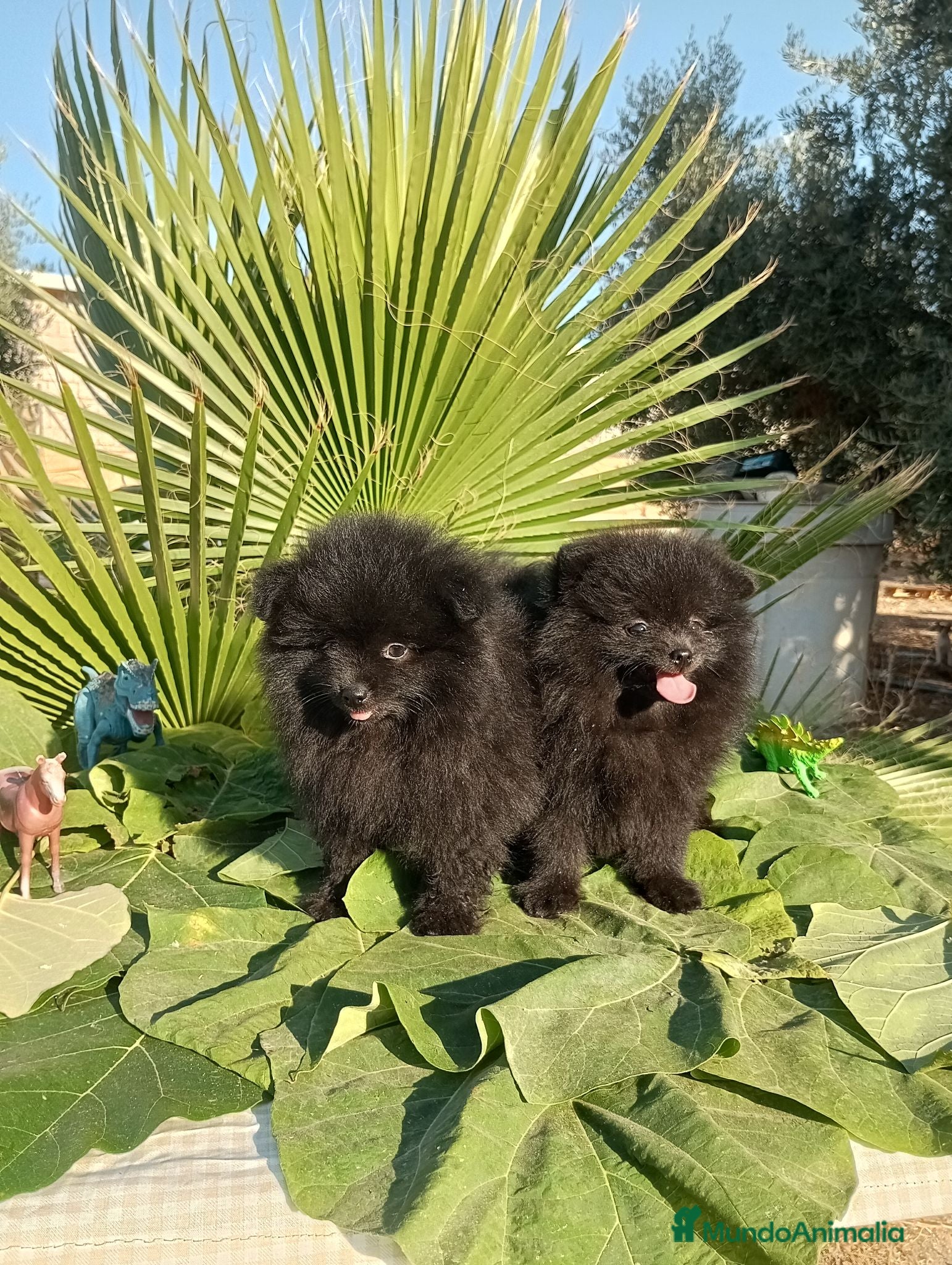 Pomerania perros Pomerania Toy - Anuncio 2