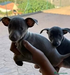 Pinscher Miniatura perros Pinscher isabelita - Anuncio 14