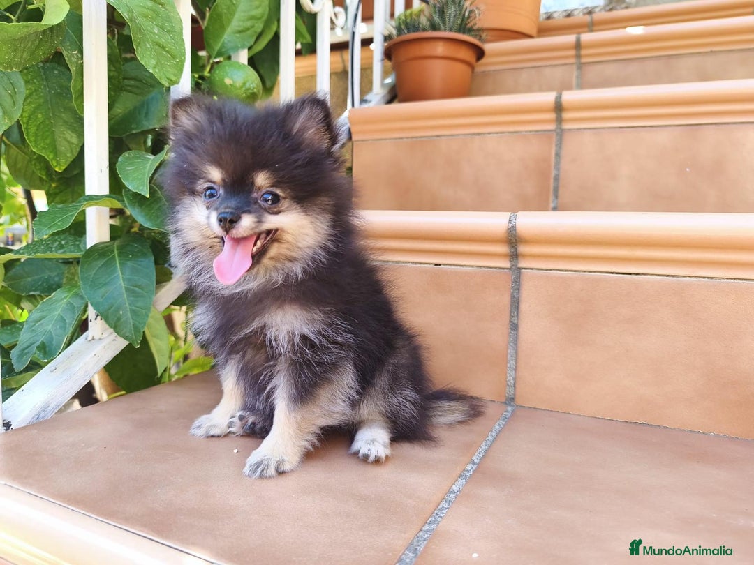 Pomerania perros en venta: Lulu pomerania  - Anuncio 14