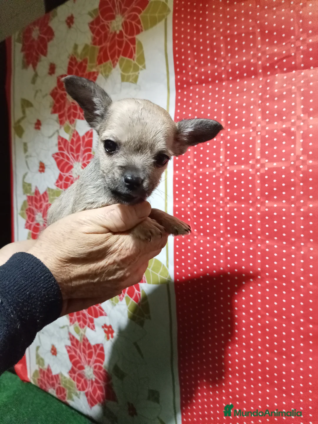 Raza Mixta perros en venta: Raza mixta  chihuahua x yorshire - Anuncio 1