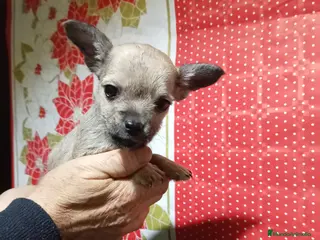 Raza Mixta perros Raza mixta chihuahua x yorshire - Anuncio 1