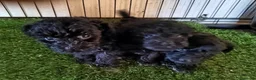Caniche Toy perros en venta: Caniches Toys Hembras - Anuncio 1