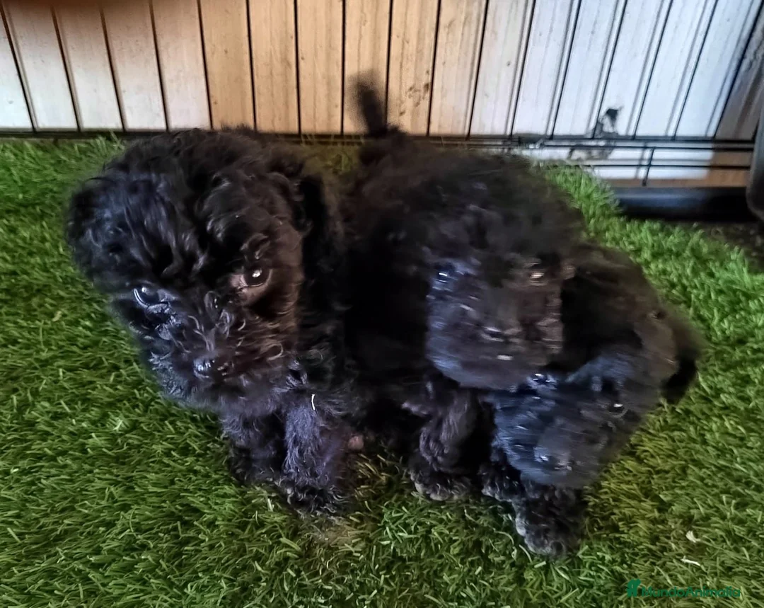 Caniche Toy perros en venta: Caniches Toys Hembras - Anuncio 1