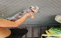 Teckel Miniatura perros en venta: Teckel macho mini arlequín  - Imagen 12