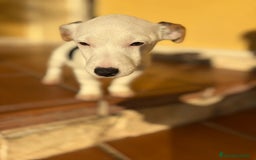 Jack Russell Terrier perros en venta: Cachorros de Jack russell  - Anuncio 21